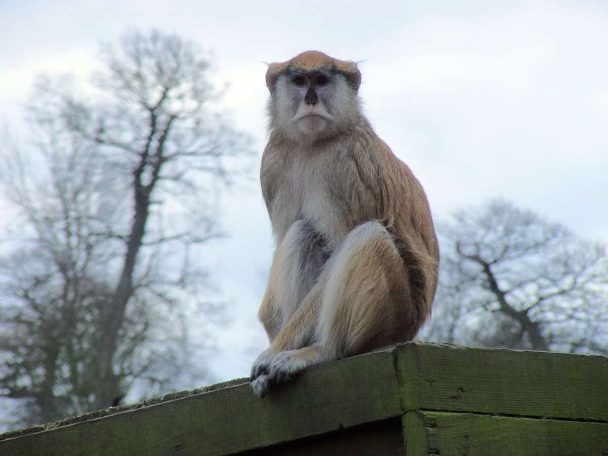 Thirteen monkeys die in fire at a safari park