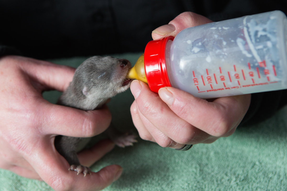Abandoned baby otter hand reared in total silence – so it can be returned to the wild