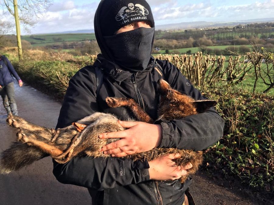 Violence breaks out after discovery of dead fox during New Year’s Day hunt