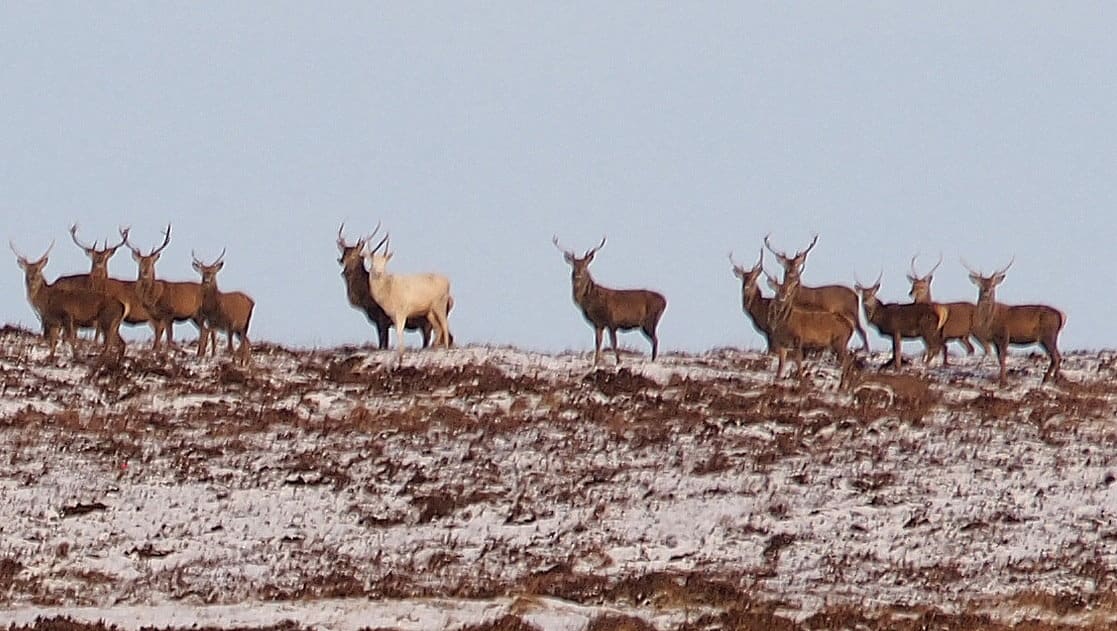 Rare white stag caught on camera – by a stag do