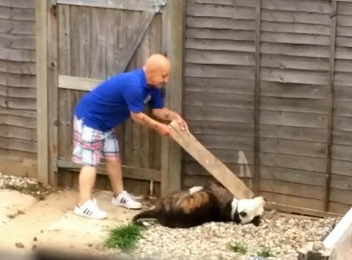 Cruel skinhead banned from keeping dogs for life after beating friend’s bulldog with a plank