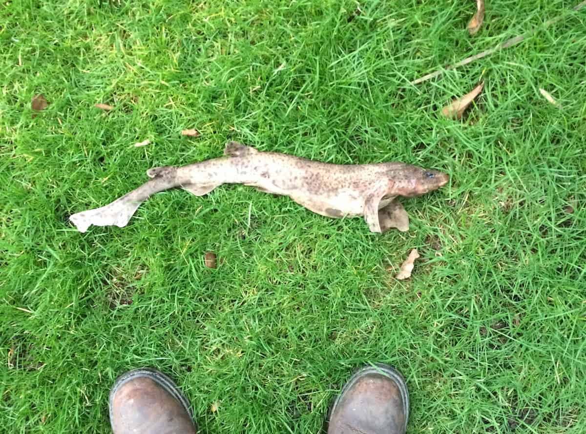 Pictures show moment man finds SHARK in his back garden – after it falls from SKY