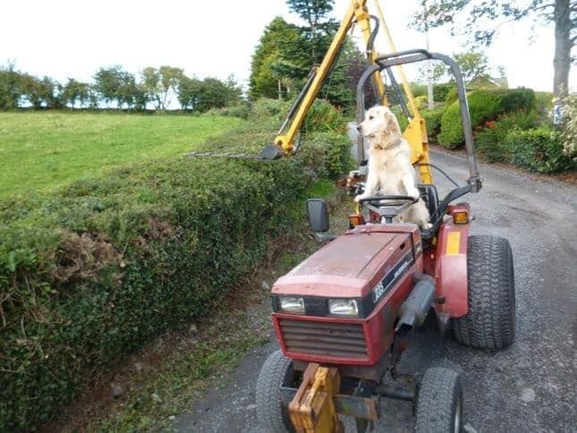 Rambo the Golden Retriever who loves driving tractors.