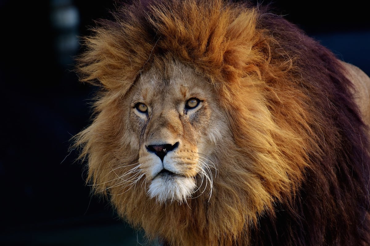 New report links South African government to commercial lion body part trade