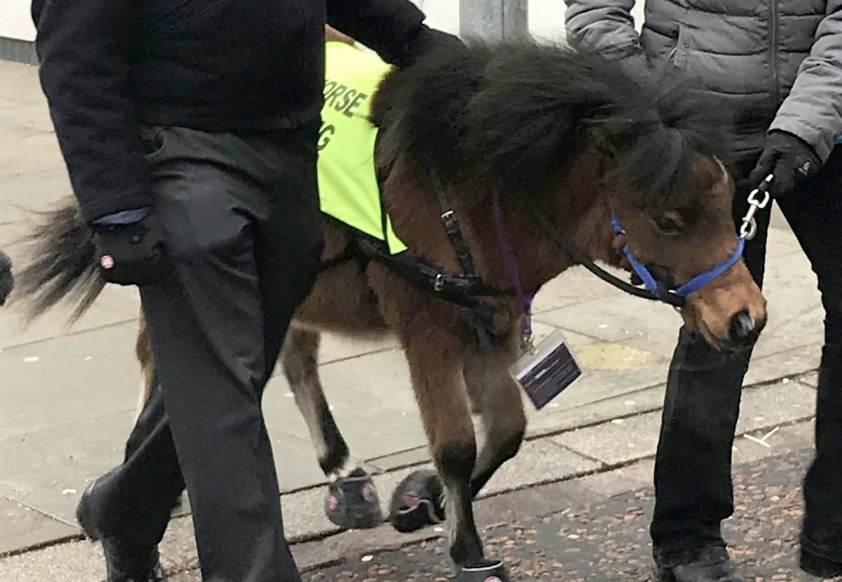 A partially-sighted man with a fear of dogs is to be given Britain’s first ever ‘guide horse’