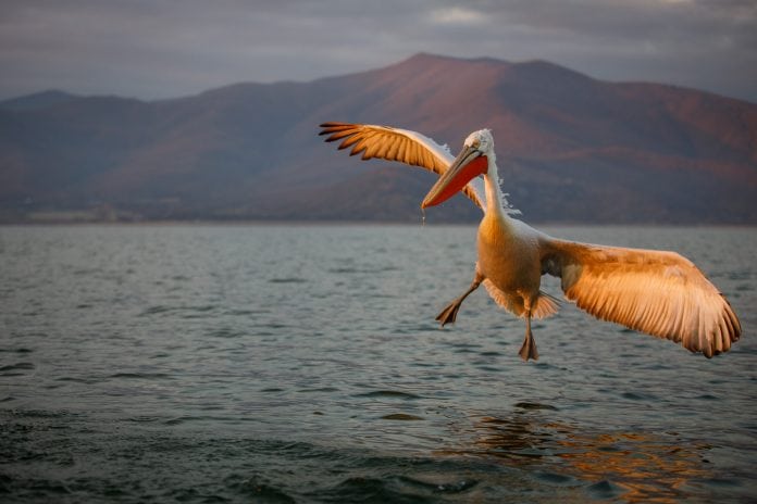Photographer spends two weeks befriending ‘Dalmatian Pelicans’ to get incredible close-up pictures of pre-historic looking birds