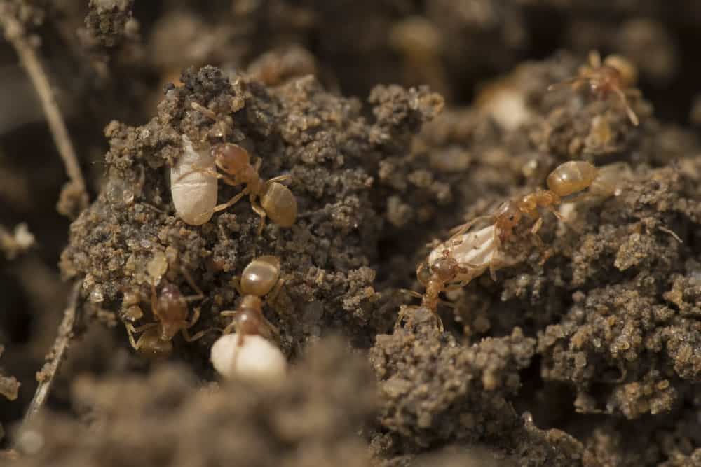 Billions of ants worked tirelessly for a century to completely change the shape of Richmond Park