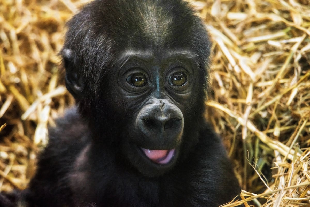 Baby gorilla takes first steps at Blackpool zoo