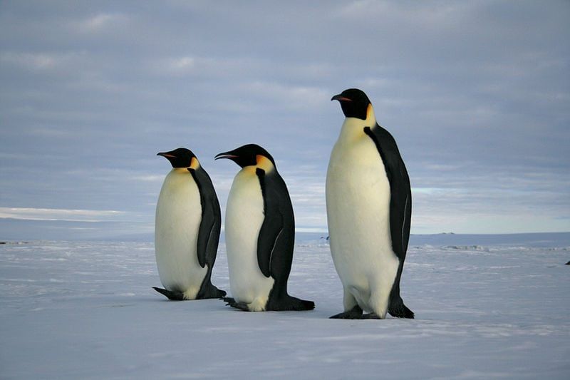 Watch – Unknown ‘supercolony’ of 1.5m penguins discovered in Antarctica