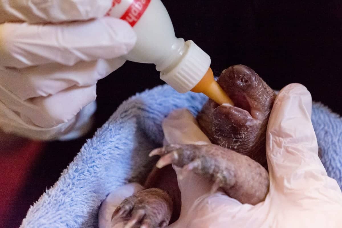 Photos: Baby armadillo born in Newquay zoo
