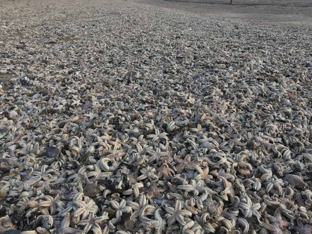 Tens of thousands of dead starfish washed up after temperatures dropped