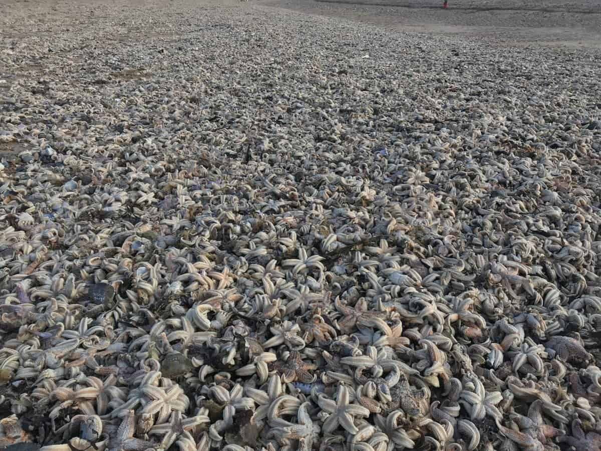 Tens of thousands of dead starfish washed up after temperatures dropped