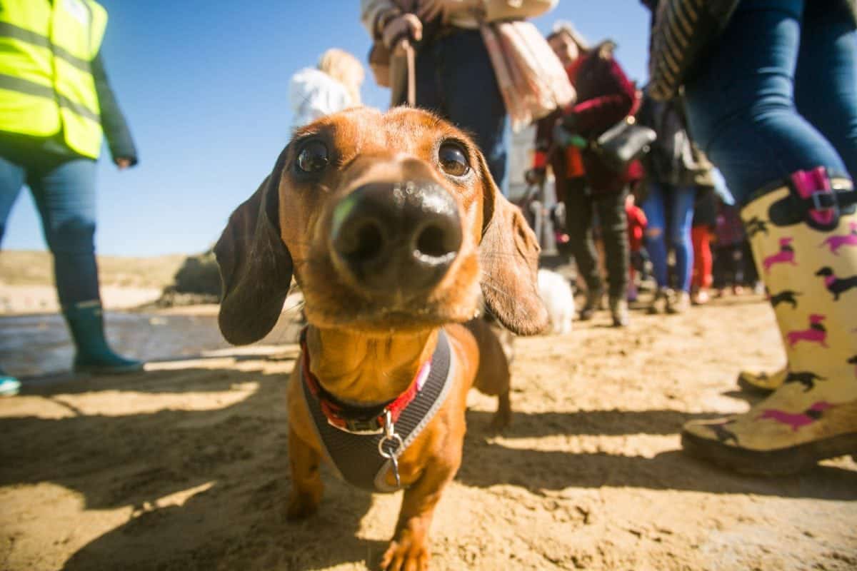 Cornwall batters sausage dog record as over 600 gather for world’s biggest sausage dog walk