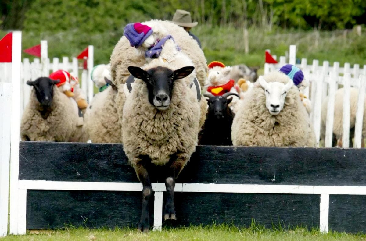 Traditional sheep race axed for the first time in 30 years after owners receive threats from vegans