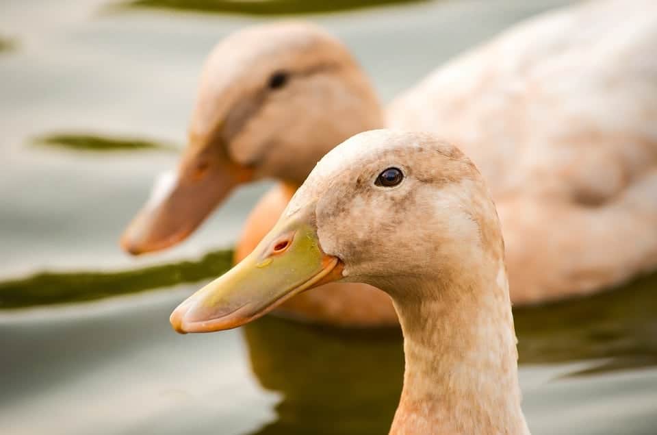 Bill Oddie to deliver 70,000 signatures calling for a Foie Gras free Britain