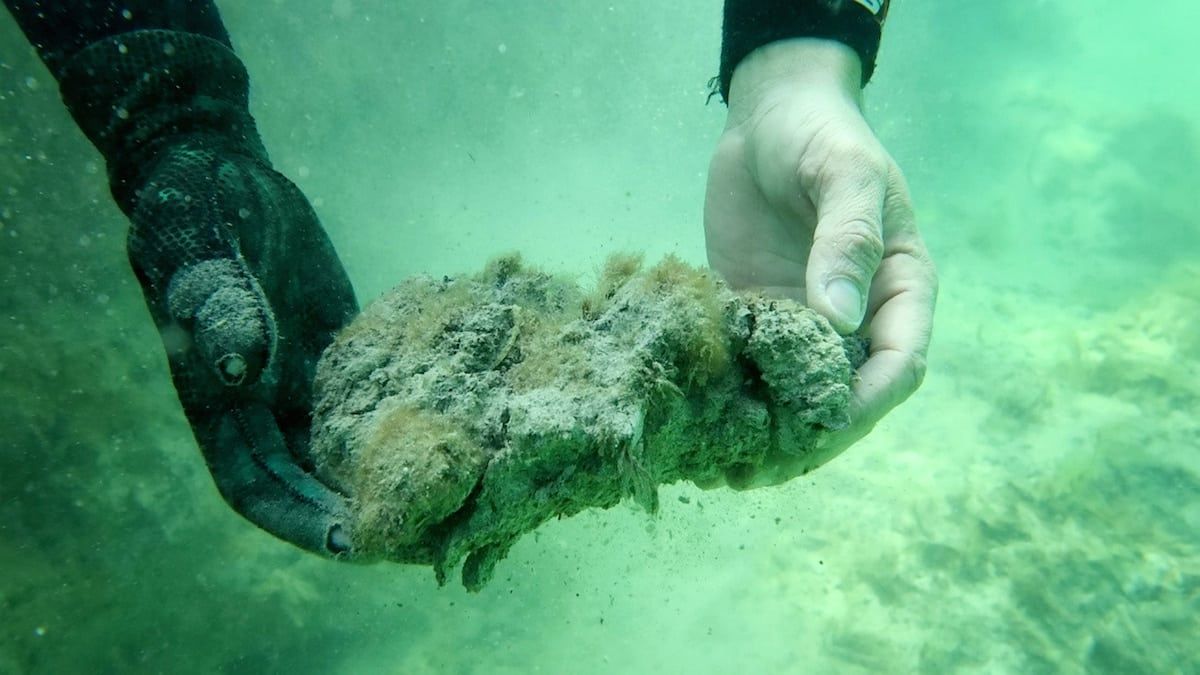 Climate change ‘threatens world’s largest seagrass carbon stores’