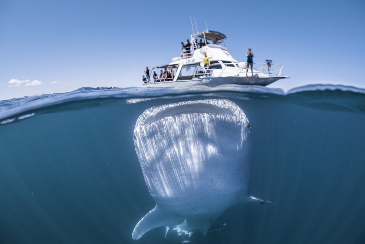 Watch – You’re Gonna Need a Bigger Boat! Moment giant whale shark captured beneath boat full of unsuspecting tourists