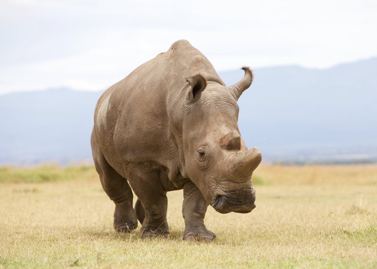 Sudan, the legendary male northern white Rhino who has died See SWNS story SWRHINO. It is with great sadness that Ol Pejeta Conservancy and the Dvůr Králové Zoo announces that Sudan, the world’s last male northern white rhino, age 45, died at Ol Pejeta Conservancy in Kenya on March 19th, 2018. Sudan was being treated for age-related complications that led to degenerative changes in muscles and bones combined with extensive skin wounds. His condition worsened significantly in the last 24 hours; he was unable to stand up and was suffering a great deal. The veterinary team from the Dvůr Králové Zoo, Ol Pejeta and Kenya Wildlife Service made the decision to euthanize him.