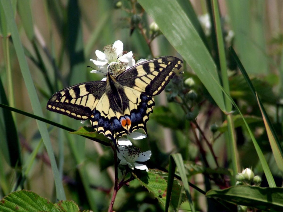 Britain’s biggest butterfly faces being wiped out by climate change, say scientists