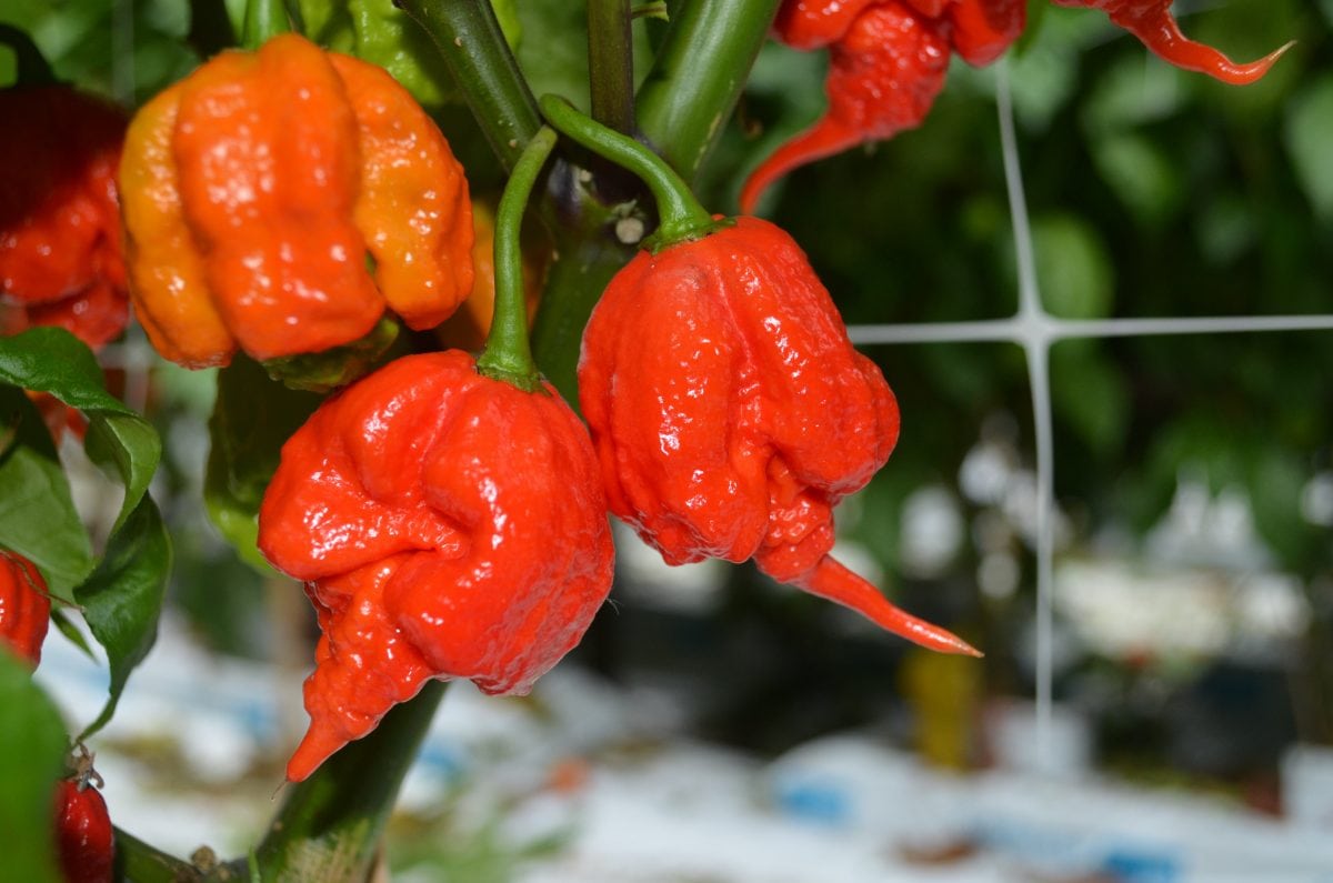 Hot chili pepper offers cancer hope
