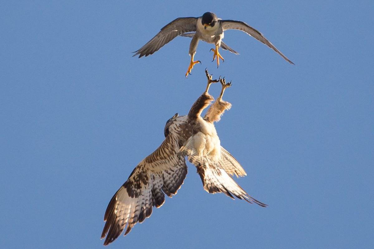 Peregrine falcons’ missile-like dive could help design ultimate drone killer