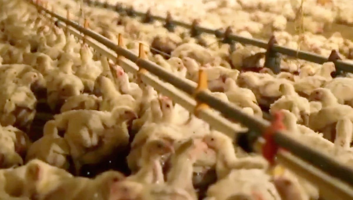 Animal group slams farm supplying Nando’s, Lidl and Asda after filming footage of chickens living next to corpses in cramped and squalid conditions