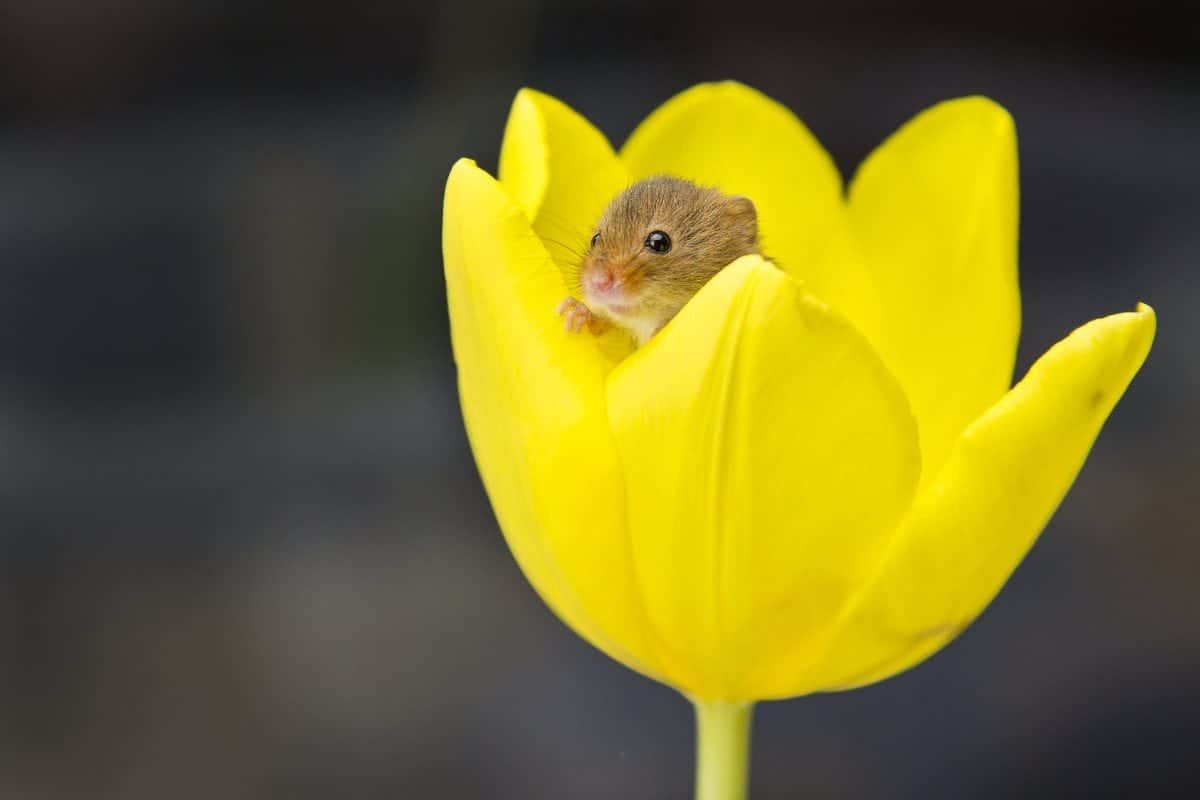 Radical cure for deafness may have been found thanks to lab animals