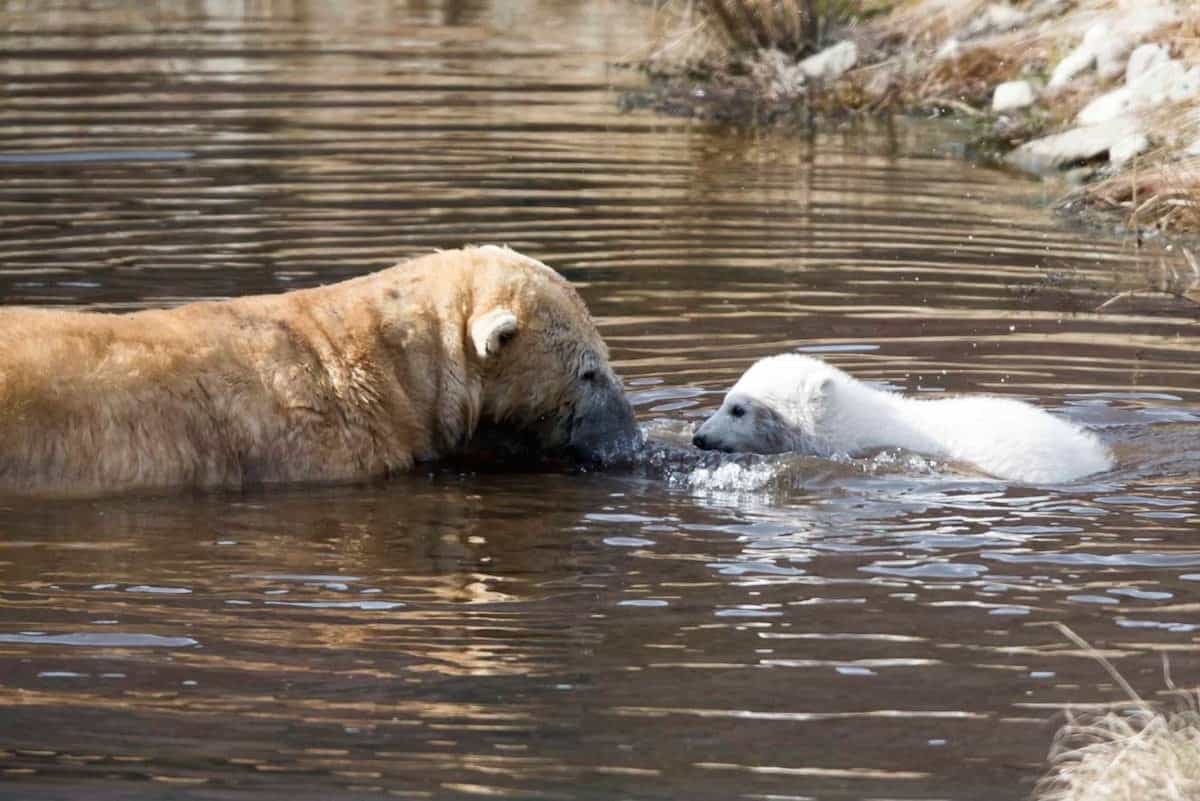 Polar bear cub swims for the first time