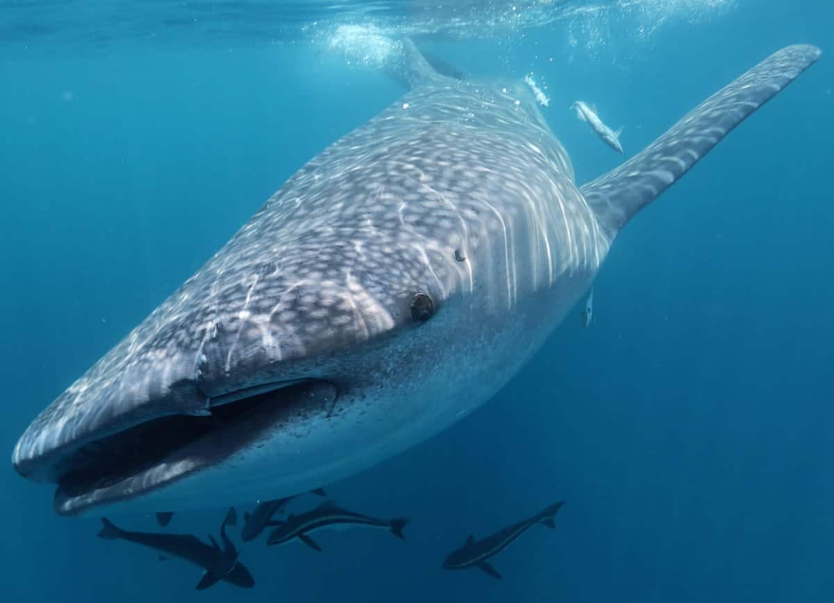 Whale shark tracked migrating 12,000 miles, the longest recorded of any species
