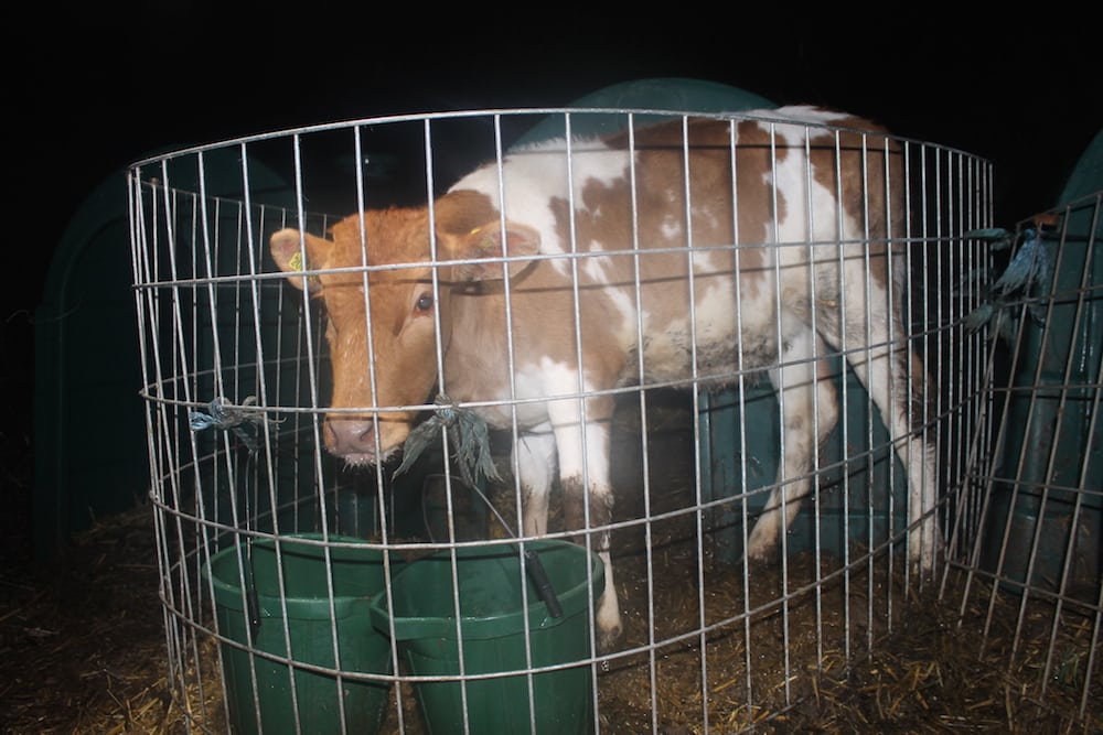 Watch: A dairy industry exposé: death, cages and downers