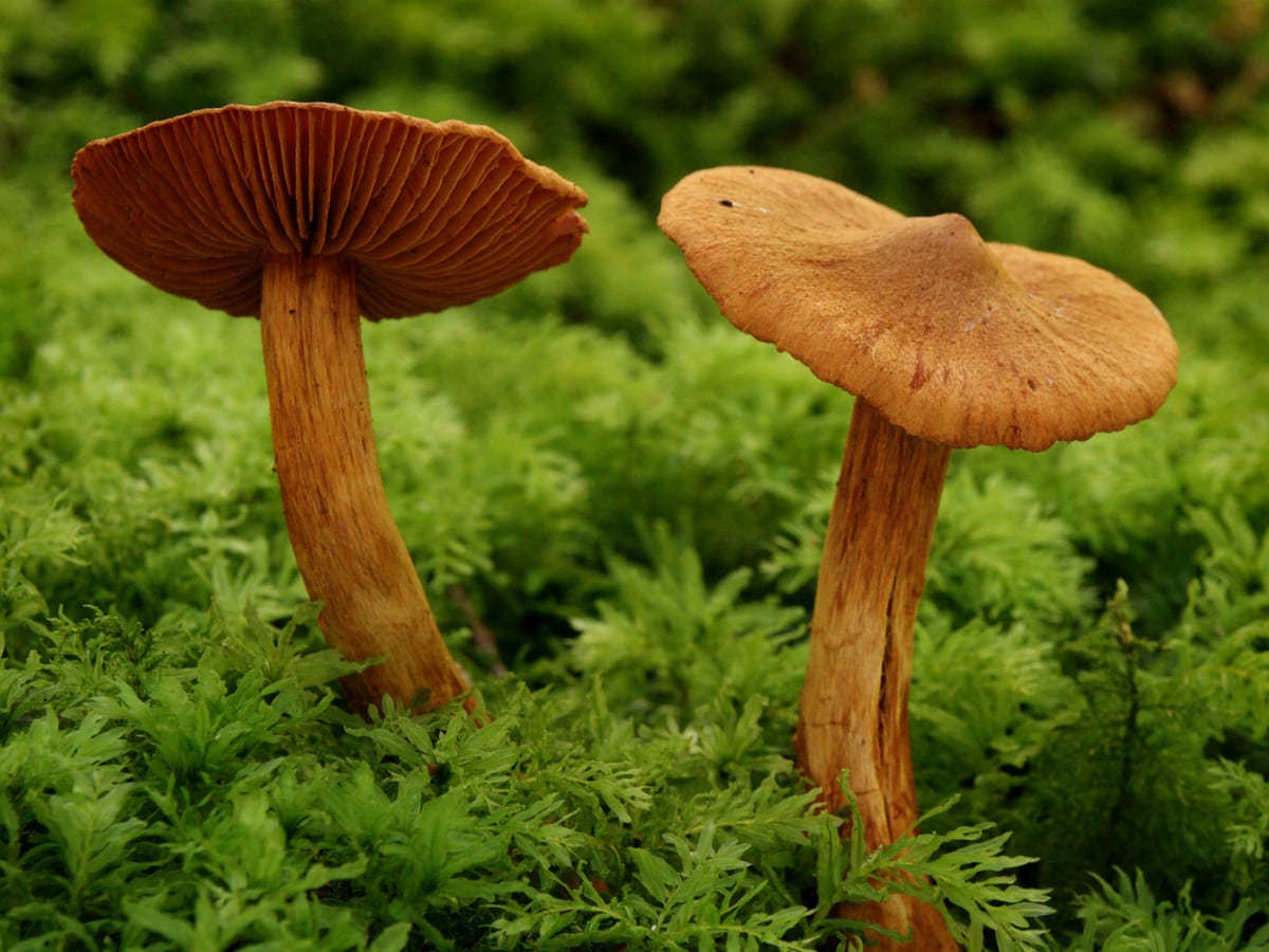 Cortinarius Rubellus mushrooms