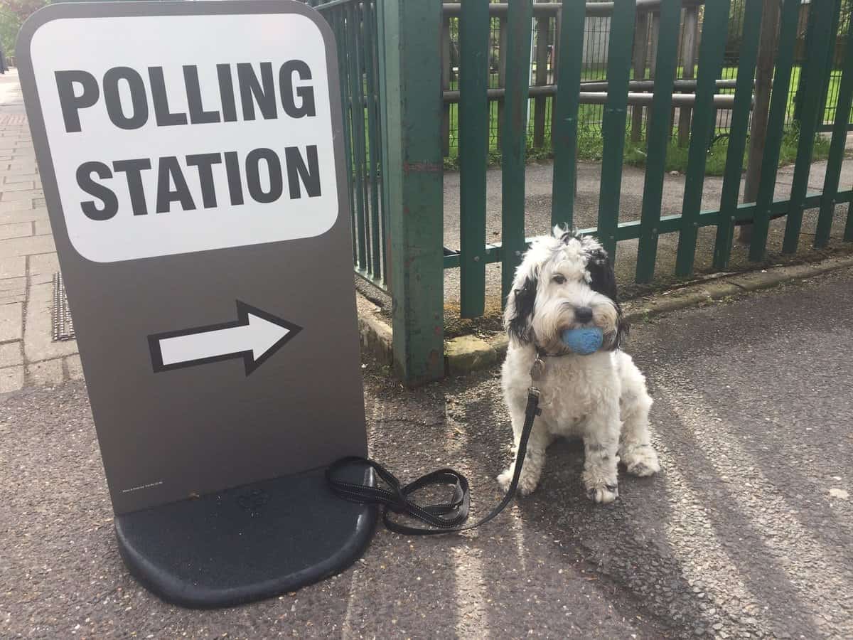 Our favourite dogs at pollings stations