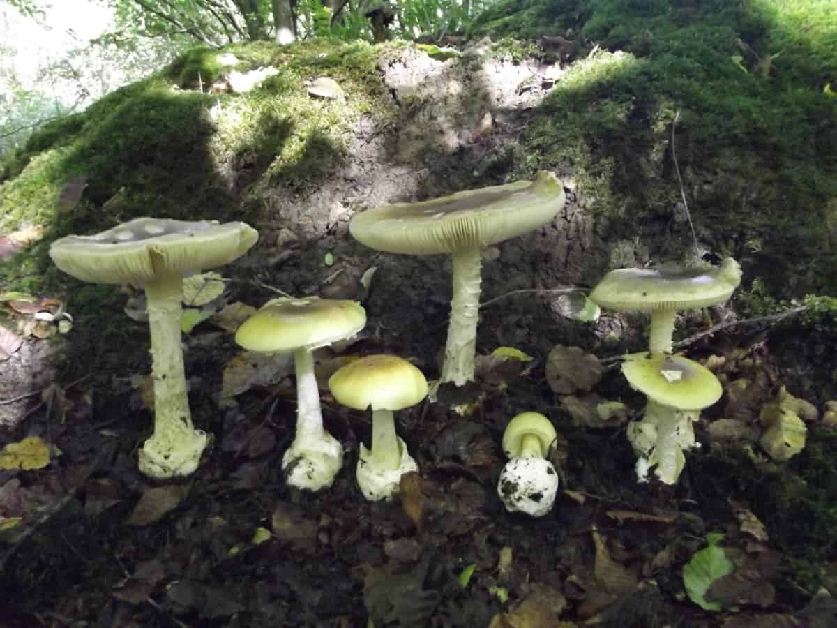 Deathcap Mushrooms