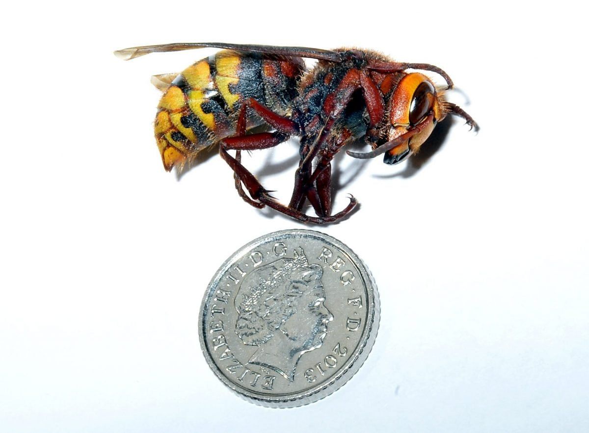 Asian Hornet (c) SWNS