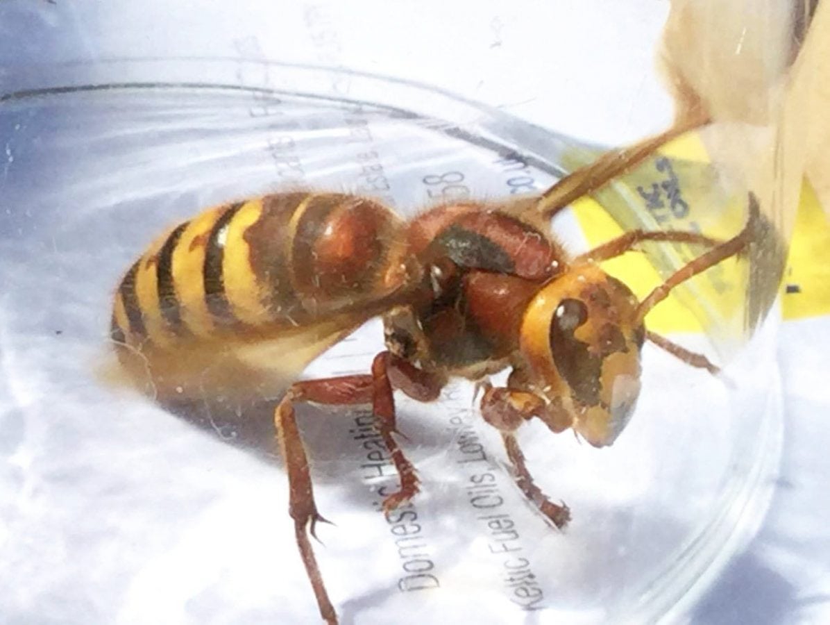 New high-tech weapon in fight to stop killer Asian hornet invasion