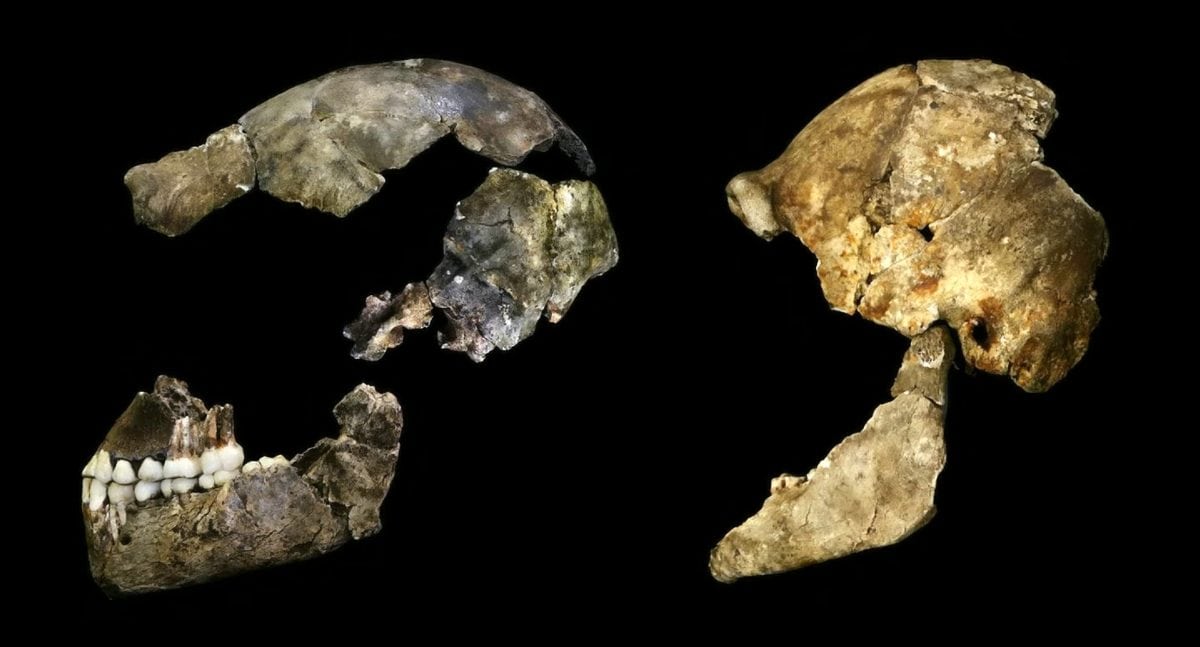 Hominid species that existed around the time of the first ever humans had a similar but much smaller brain