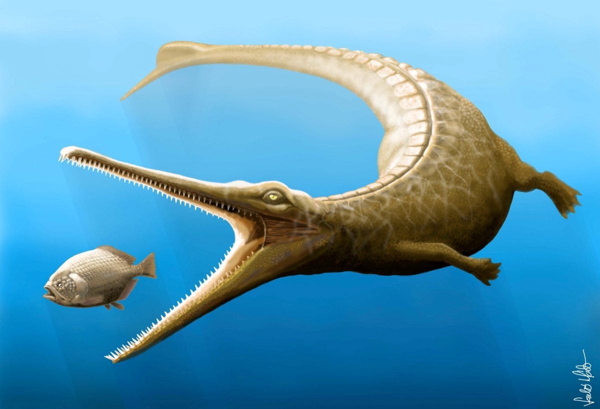 Fossil reveals how some ancient crocodiles evolved into dolphin-like creatures