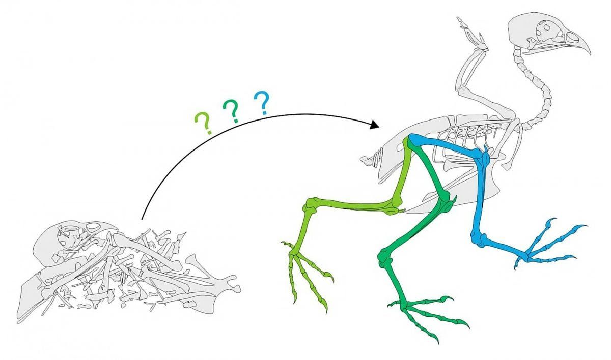 pterosaurs flew like birds rather than bats bats better flyers than birds