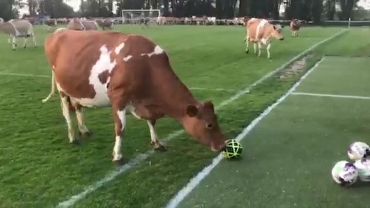 Cows invade pitch in Thrive Physiotherapy FC v Centrals Guernsey football match 