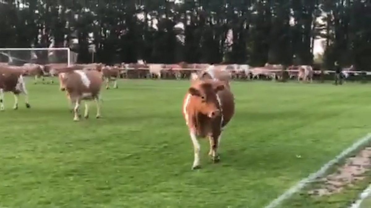 Cows invade pitch in Thrive Physiotherapy FC v Centrals Guernsey football match 