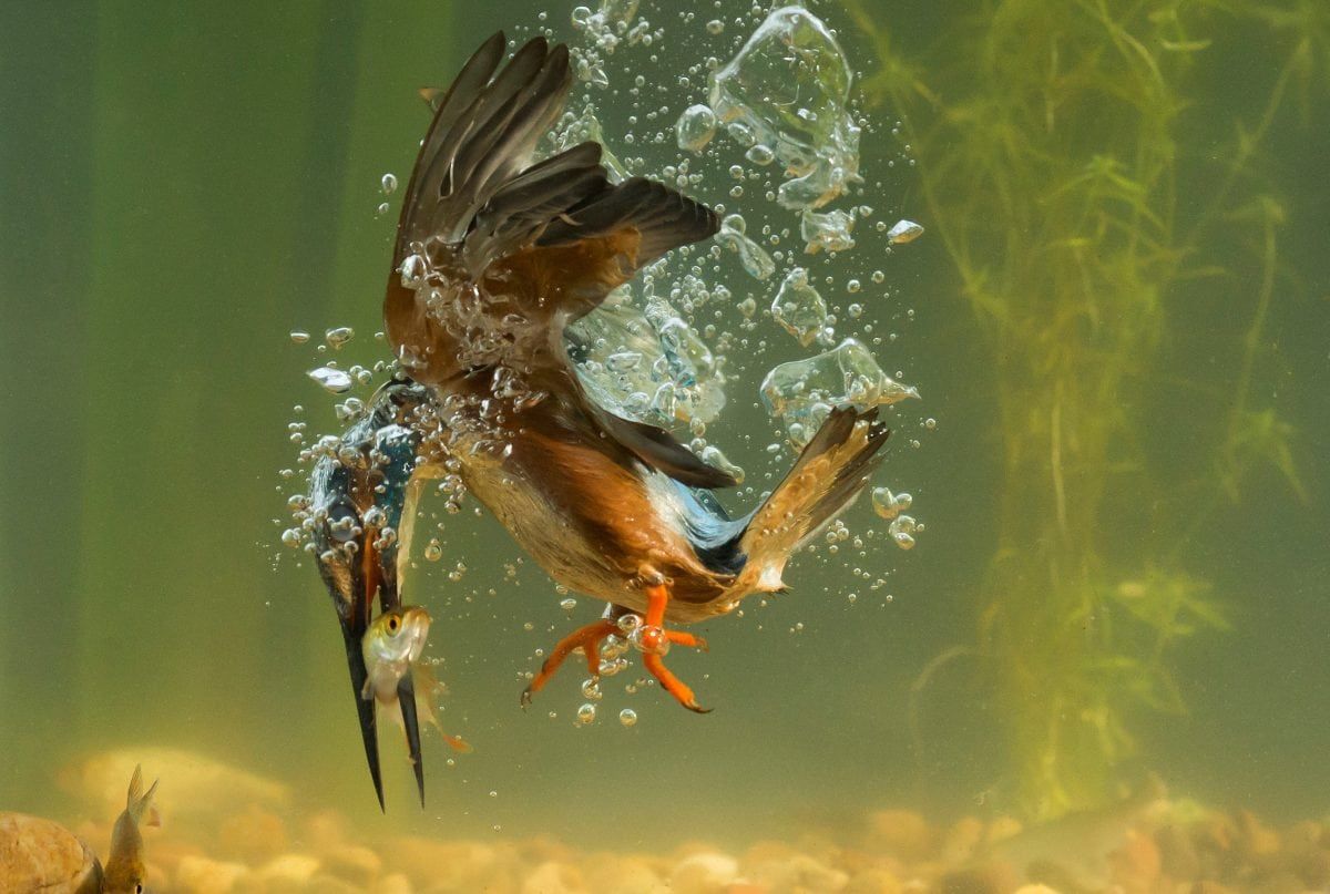 Photos capture moment Kingfisher plucks fish from bottom of river