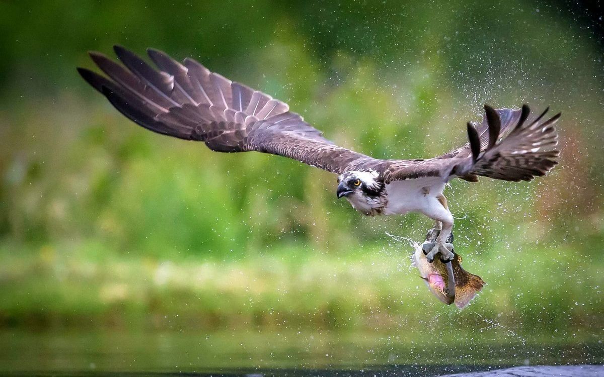 Stunning wildlife & nature pics in international photo competition