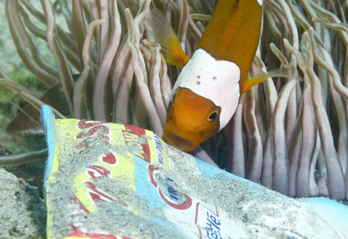 Finding plastic – how Nemo’s underwater world is polluted by packaging