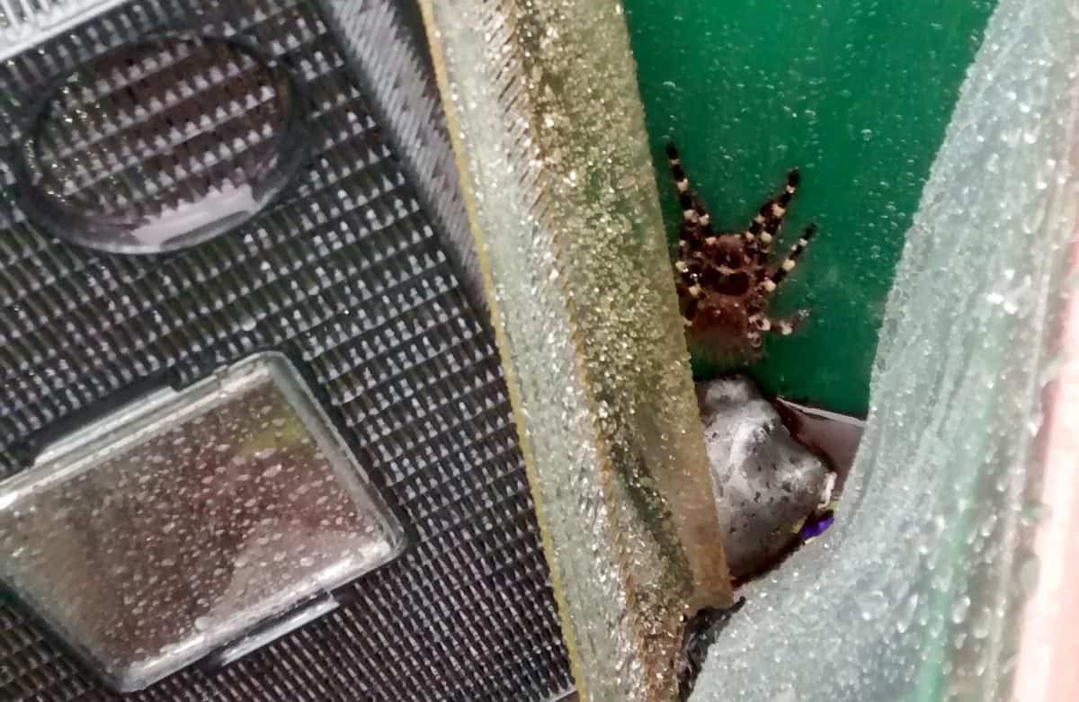 Hand-sized tarantula rescued from park bin in Nottingham