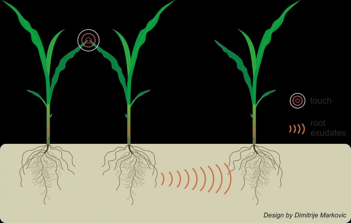 Plants can use underground communication to find out when neighbours are stressed