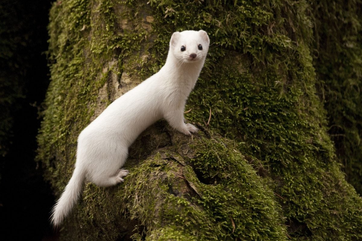 Winter weasel being wiped out by predators because global warming has melted snow