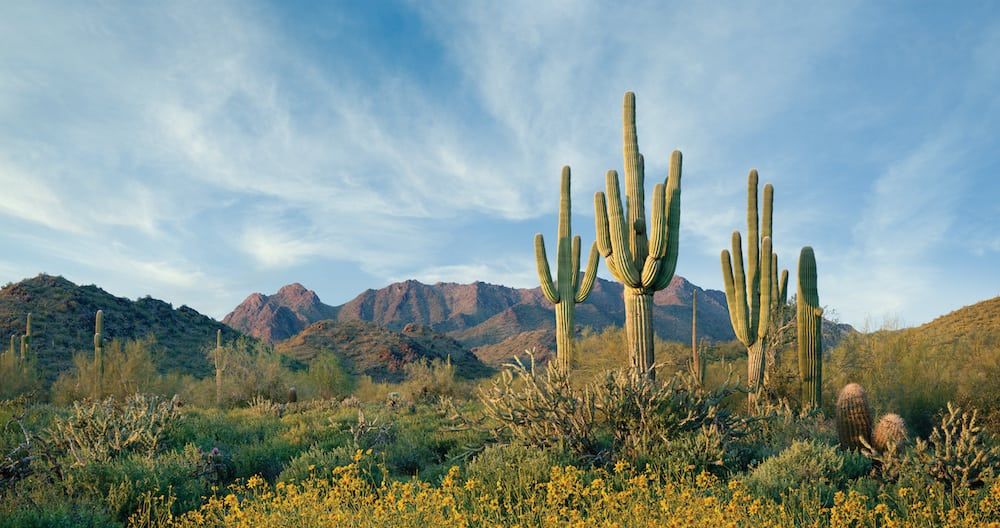 McDowell Mountain Preserve
Scottsdale, Arizona