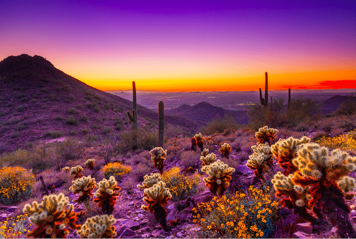 Things to do in Scottsdale, visit the Sonoran Desert