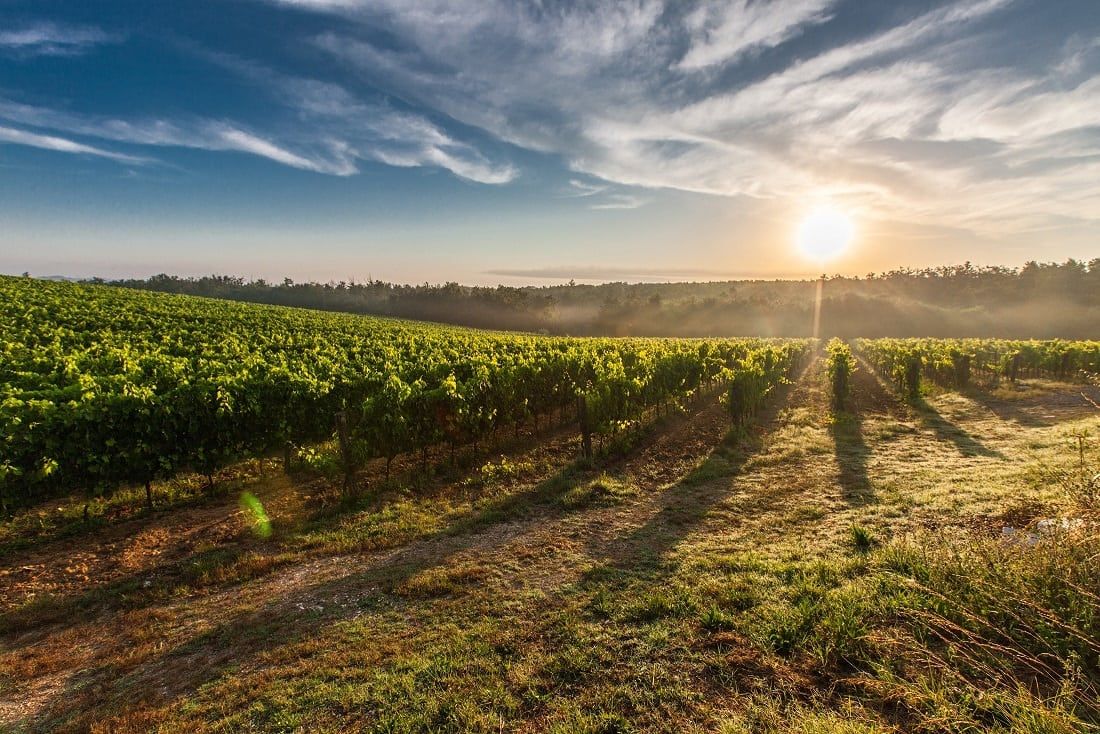 Top 5 UK vineyards of 2018 revealed