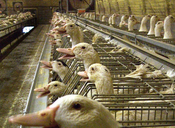 Bath City Council keeps true to its foie-gras ban after vegan charity campaign